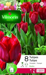 Tulipe Triomphe Seadov (x8)